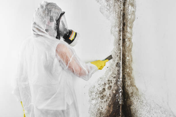 Mold Remediation for Vacation Homes in Larkspur, CA